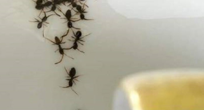Ova slika prevarit će vaš vid, zapravo je nešto potpuno drugo
