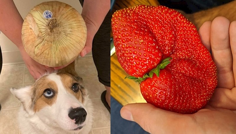 Ovi ljudi naručili su namirnice tijekom karantene i dobili nevjerojatne divovske proizvode