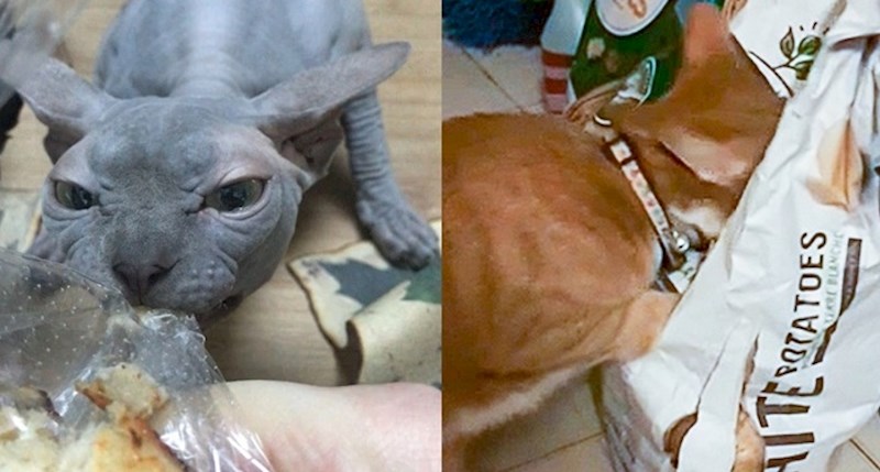 20 huligana koji će sve učiniti kako bi se dokopali hrane