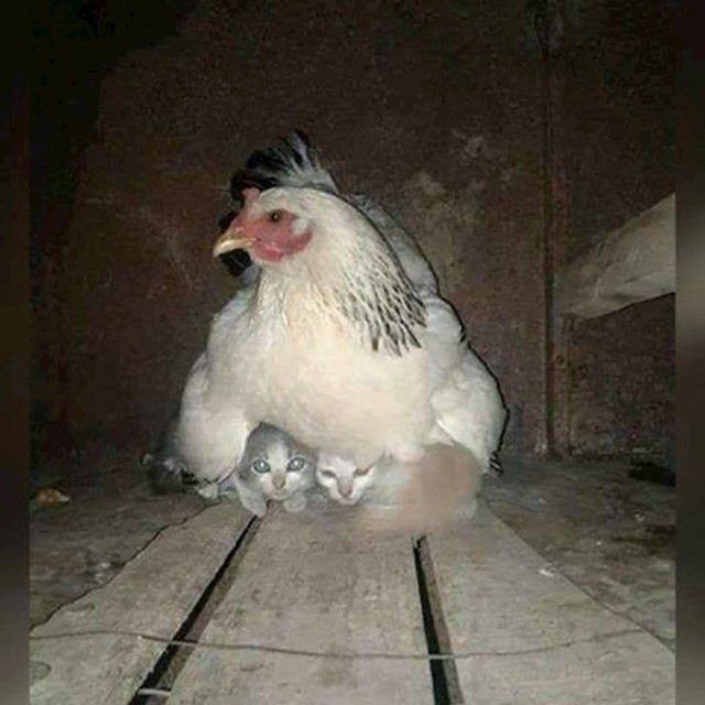 Ova kokoš pronađena je nakon snježne oluje, brinula je o dva mačića