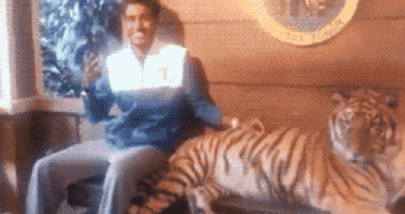 Glumio je facu pored tigra, ali to se ubrzo potpuno promijenilo