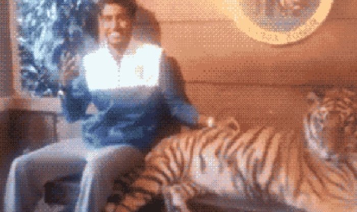 Glumio je facu pored tigra, ali to se ubrzo potpuno promijenilo