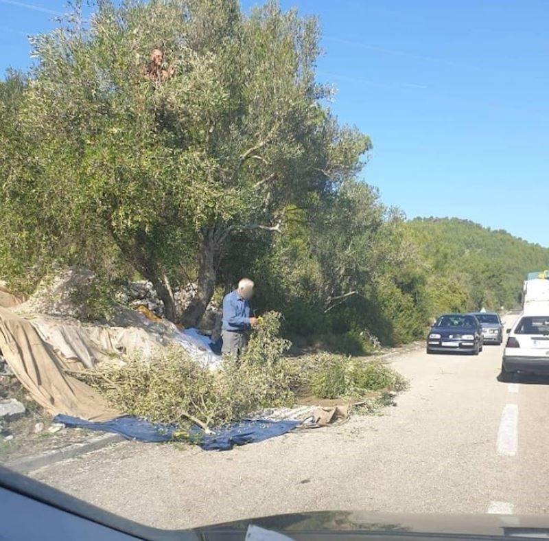 Maslina mora biti obrana, ako nekome smeta, neka zaobilazi. :)