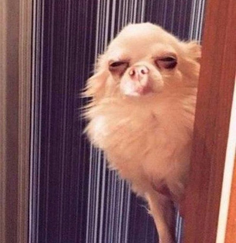 "Njušim nekog drugog psa..."