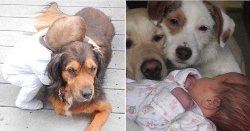 25 fotki kućnih ljubimaca koje će vas potpuno rastopiti