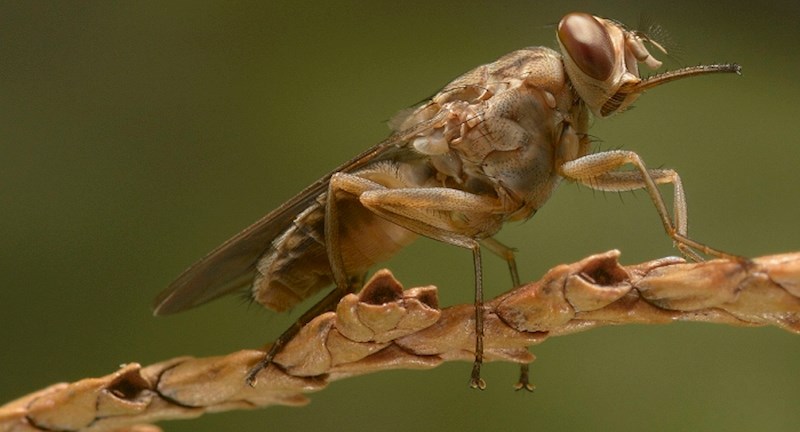 Ovo je 15 najubojitijih životinja na svijetu. Prva i druga će vas šokirati