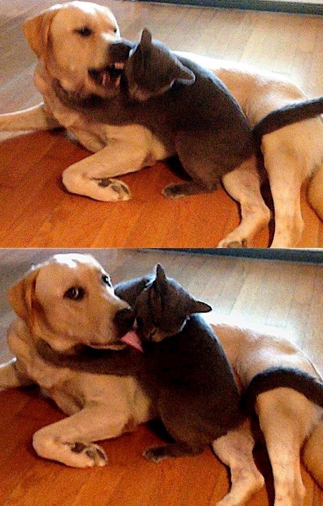 "Prije i nakon što je pas shvatio da sam ušla u prostoriju"