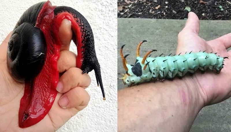 9 neobičnih životinja koje stvarno postoje