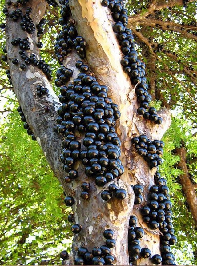 Stablo jabotikaba poznato je i kao brazilska vinova loza. Ono što ga čini tako jedinstvenim je to da plod raste iz kore.
