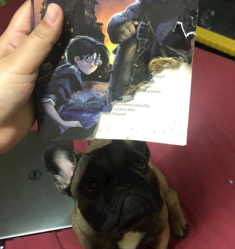 "Uništio mi je 5 zadnjih stranica knjige..."