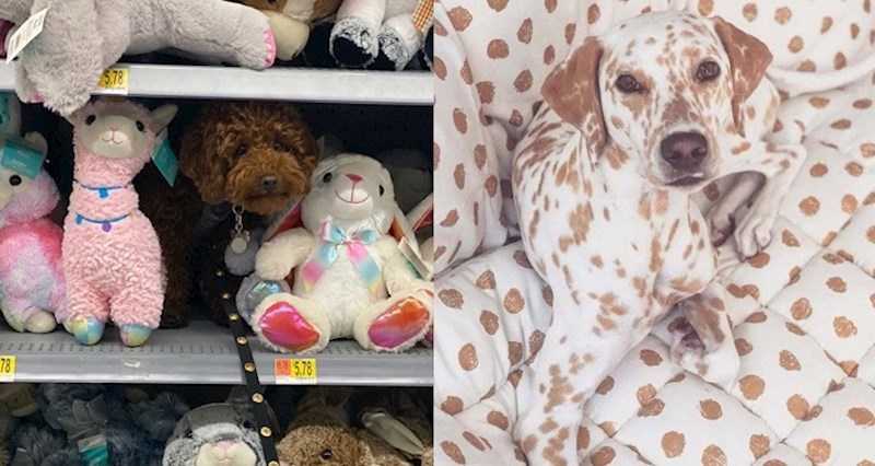 18 njuškica koje bi bez problema mogle glumiti novog Agenta 007