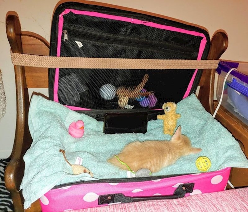 "Napravila sam mački udoban krevet od starog kofera"