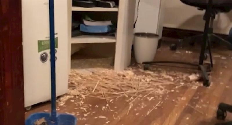 Pronašla je očajan nered u kuhinji, krivac će vas iznenaditi