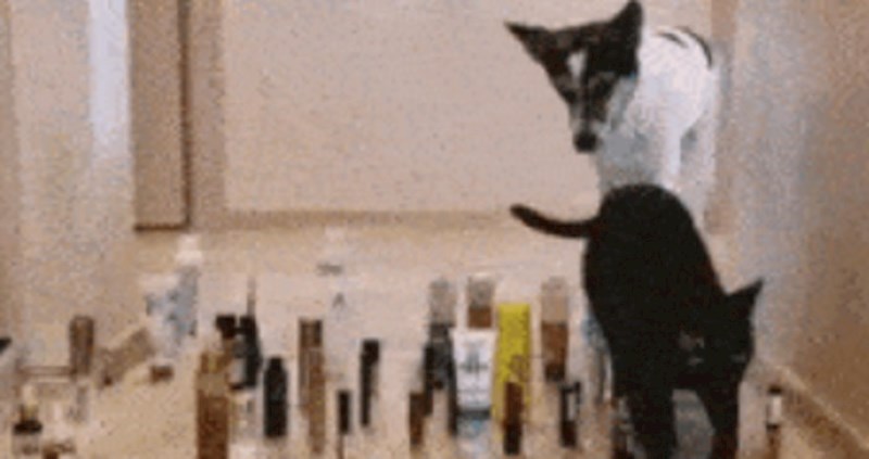 Ova snimka savršeno pokazuje razlike između mačaka i pasa