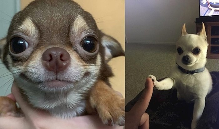 Chihuahue su maleni psi, ali ove fotke dokazuju da imaju veliko srce