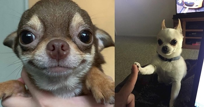 Chihuahue su maleni psi, ali ove fotke dokazuju da imaju veliko srce