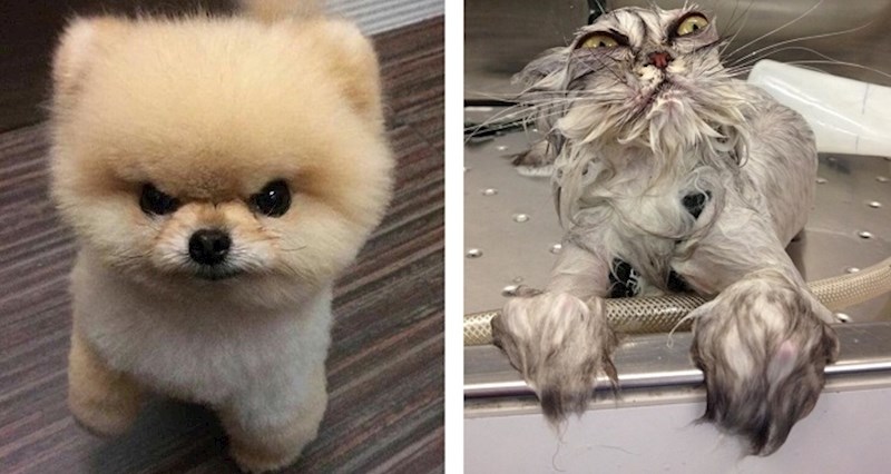 Ove životinje silno su htjele izgledati ljutito, ali nitko ih ne može shvatiti ozbiljno