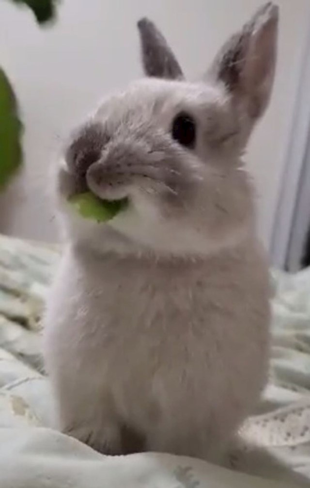 "Nisam ja pojeo salatu!"
