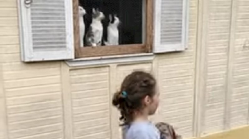 Snimka postala hit zbog tri mačke na prozoru, ovo je urnebesno
