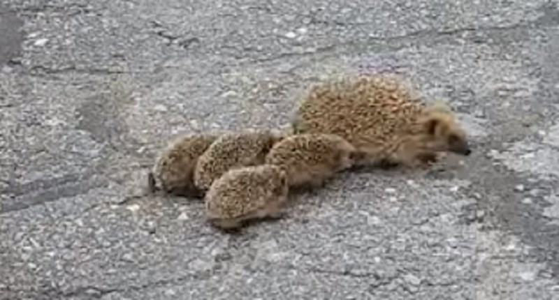 Mama i njene bebe prelazile su cestu, netko je to snimio