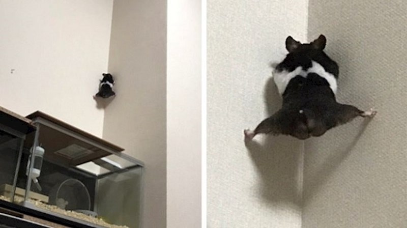 18 ljubimaca koji svojim nestašlucima vlasnicima uljepšavaju dane