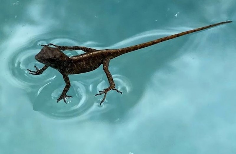 "Gušter kojeg sam pronašao kako stoji na površini vode u mom bazenu"