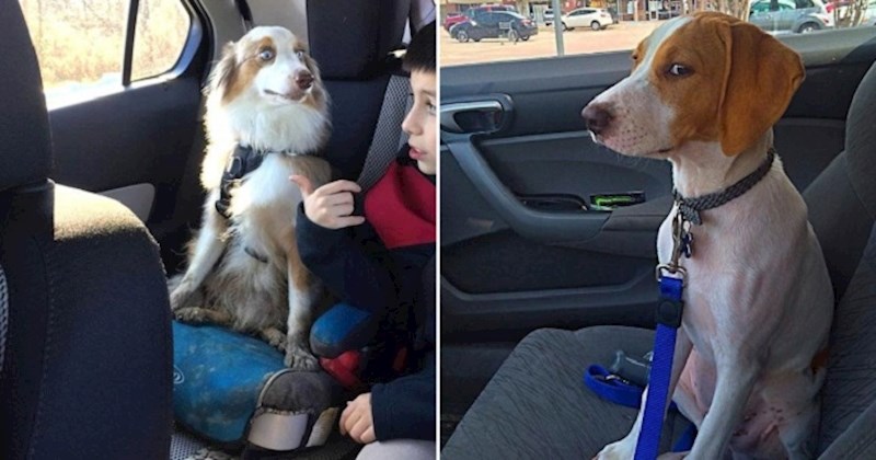 16 puta kada su psi shvatili da ne idu u park nego kod veterinara