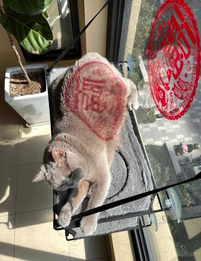 Ovo izgleda kao tetovaža