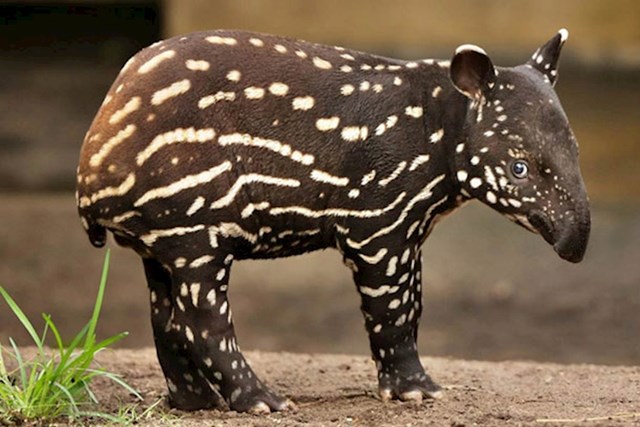 Maleni tapir