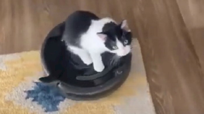 VIDEO Kupili su robot usisavač, njihova mačka je oduševljena