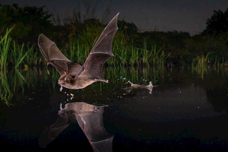 "A Sip" Piotr Naskrecki