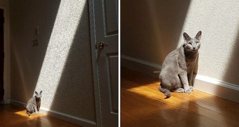 Maca jako voli sunce :)