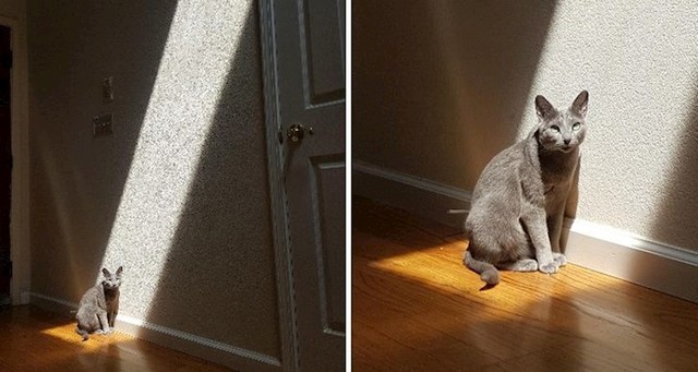 Maca jako voli sunce :)