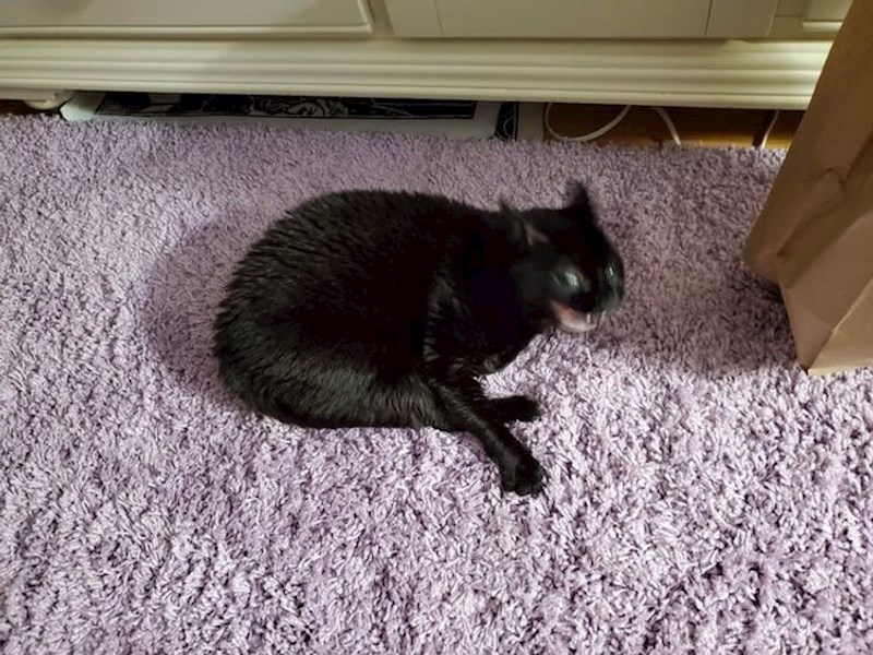 "Moja mačka zijeva kao čudovište..."