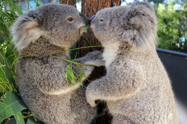 Ima li išta slađe od koala?