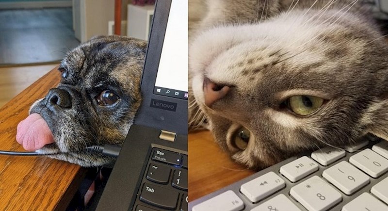 Ljubimci koji svoje vlasnike nikada ne ispuštaju iz vida