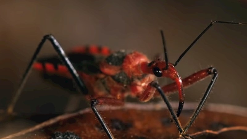 6. Stjenice ubojice - 12 000 smrtnih slučajeva godišnje