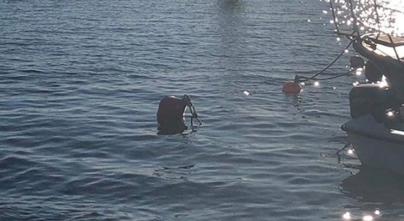 Čovjek je u Pakoštanima uslikao ovaj prizor, nije mogao vjerovati što to plovi morem