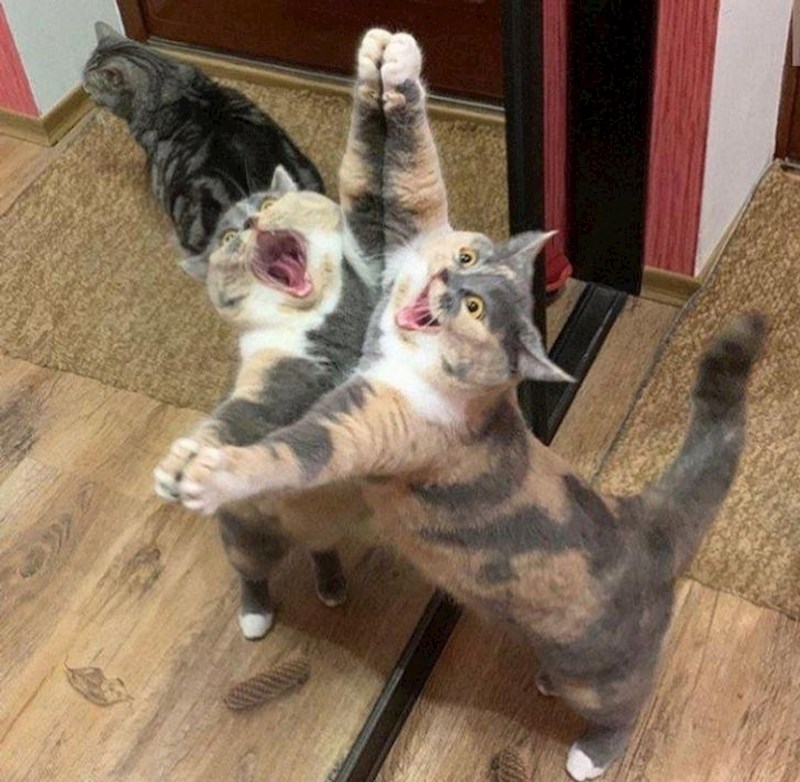 Koja je pjesma u pitanju?