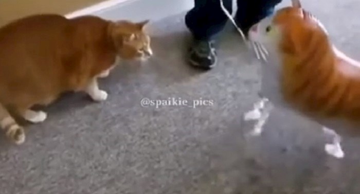 Pred mačku su stavili balon u obliku mačke, ono što je učinila potpuno ih je iznenadilo