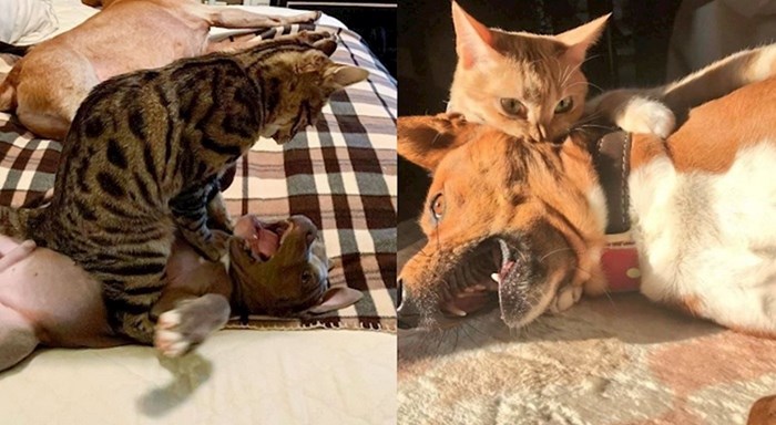 18 fotki zločestih mačaka koje maltretiraju jadne pse