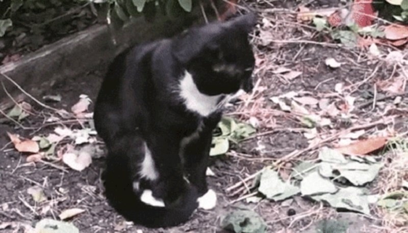 Ova kratka snimka pokazuje koliko su mačke i psi različiti