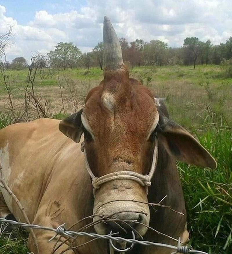 Jednorozi ipak postoje?