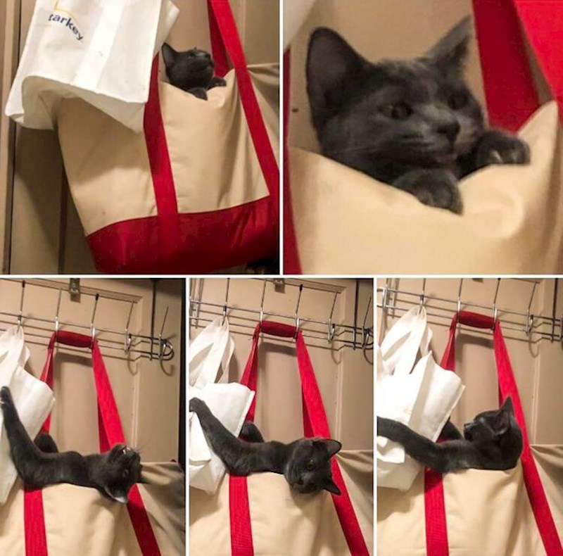 "Cijeli dan se pretvara da je zapela u vreći, a kada joj pokušamo pomoći napadne nas"