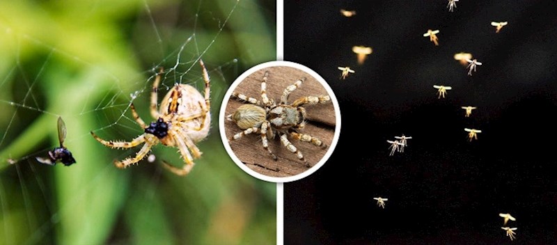 Pauci su efikasni grabežljivci biljnih štetočina