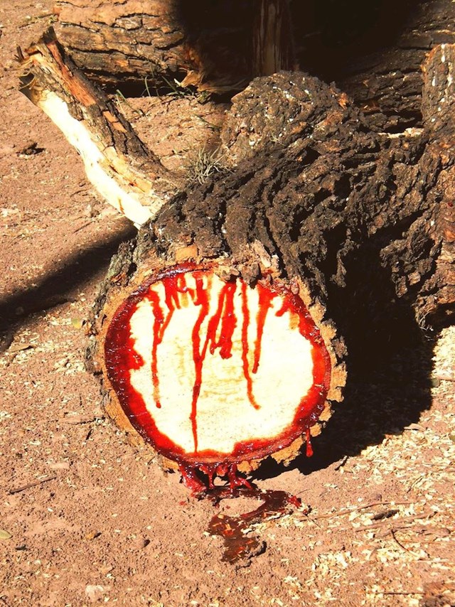 Drvo pterocarpus angolensis, koje krvari kada ga se prereže