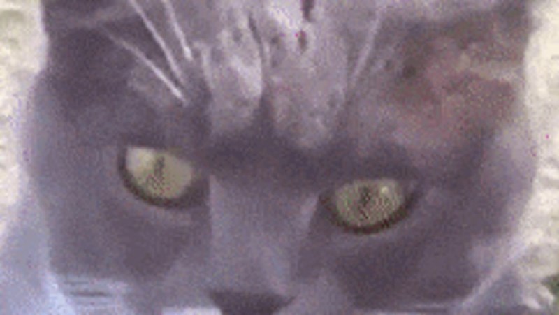 Vlasnica je pukla od smijeha kad se mačka počela ponašati kao da je neka sila ušla u nju