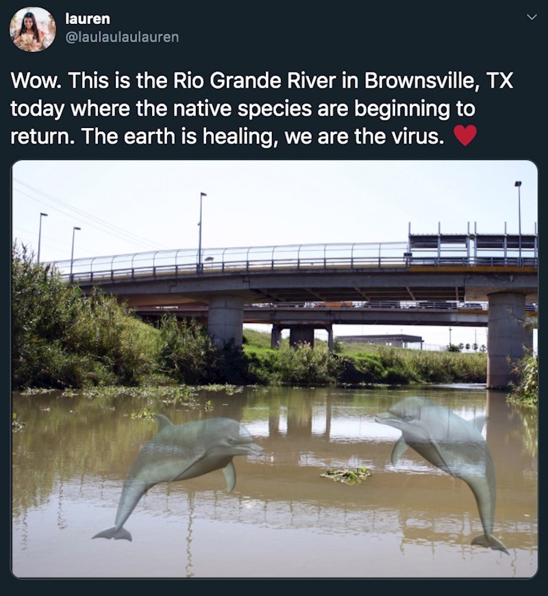 Dupini u Rio Grande rijeci u Brownsvilleu u Teksasu