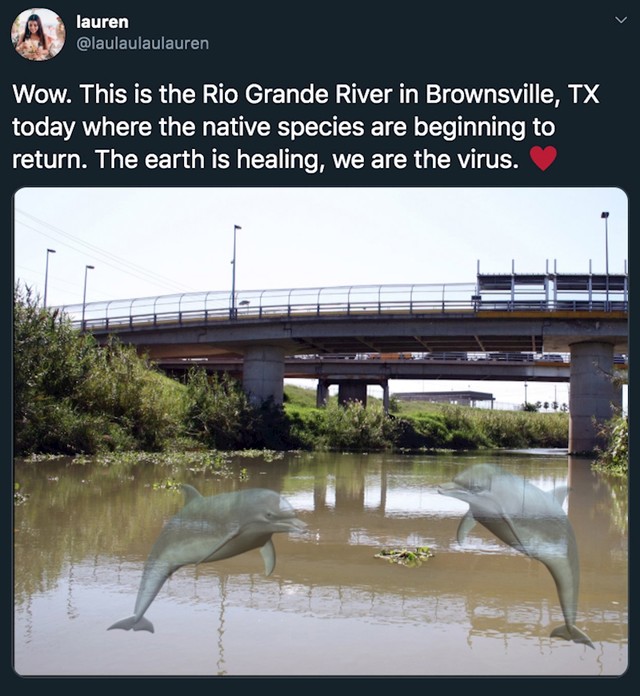 Dupini u Rio Grande rijeci u Brownsvilleu u Teksasu