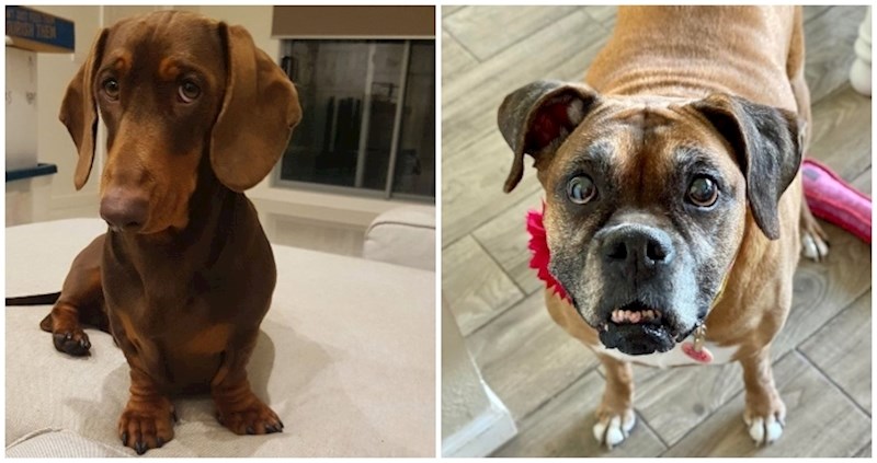 Ovi psi zaslužuju Oscara za najslađe okice